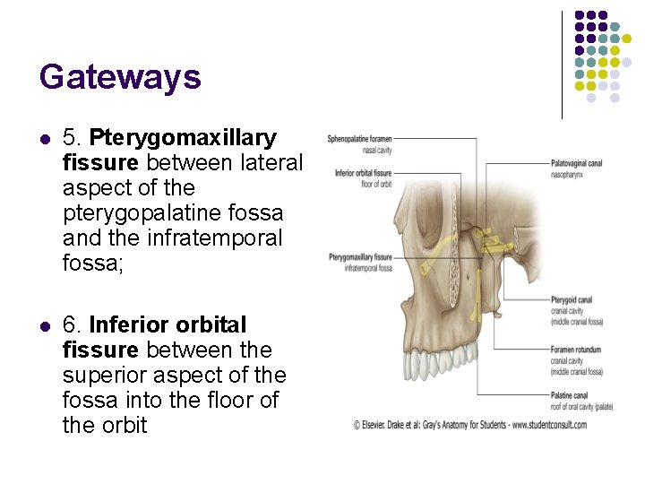 Gateways l 5. Pterygomaxillary fissure between lateral aspect of the pterygopalatine fossa and the