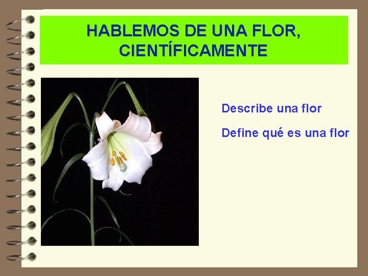 HABLEMOS DE UNA FLOR, CIENTÍFICAMENTE Describe una flor Define qué es una flor 