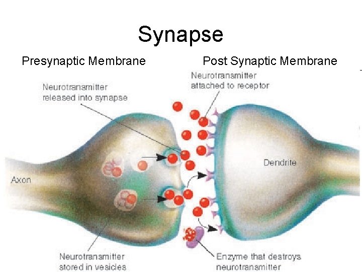 Synapse Presynaptic Membrane Post Synaptic Membrane 