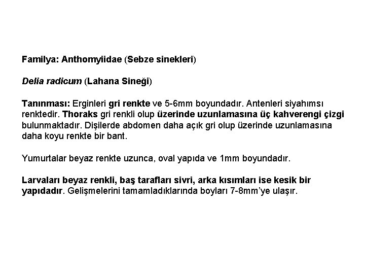 Familya: Anthomyiidae (Sebze sinekleri) Delia radicum (Lahana Sineği) Tanınması: Erginleri gri renkte ve 5