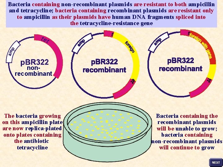 Bacteria containing non-recombinant plasmids are resistant to both ampicillin and tetracycline; bacteria containing recombinant