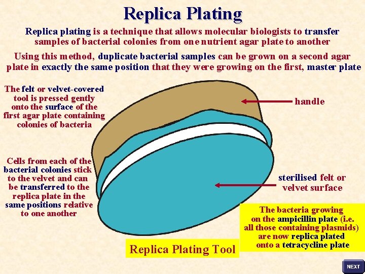 Replica Plating Replica plating is a technique that allows molecular biologists to transfer samples