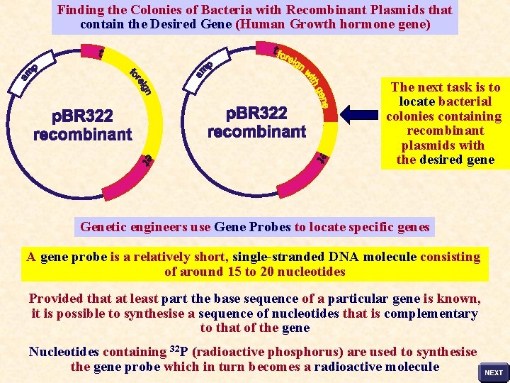 Finding the Colonies of Bacteria with Recombinant Plasmids that contain the Desired Gene (Human