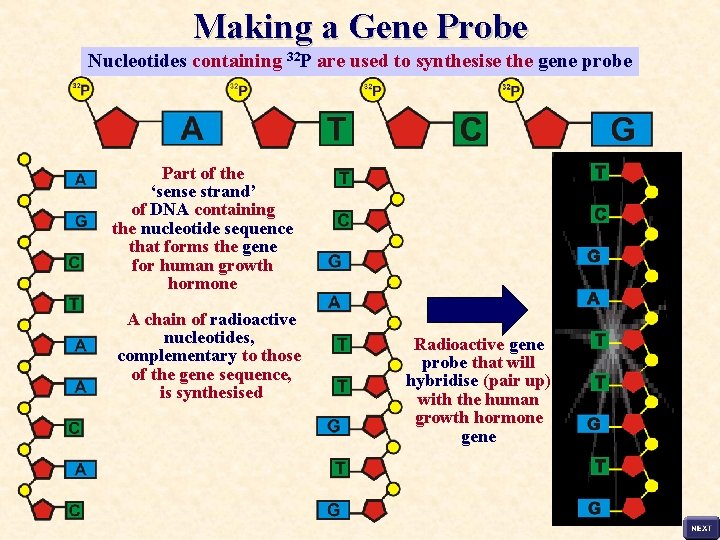 Making a Gene Probe Nucleotides containing 32 P are used to synthesise the gene