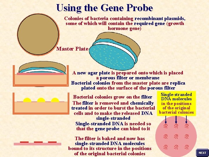 Using the Gene Probe Colonies of bacteria containing recombinant plasmids, some of which will