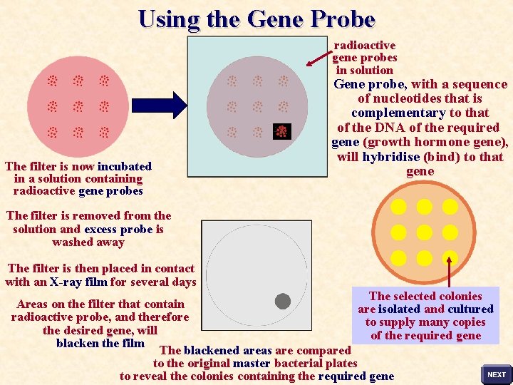 Using the Gene Probe radioactive gene probes in solution The filter is now incubated