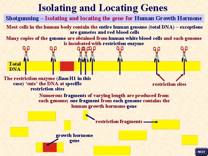 Isolating and Locating Genes Shotgunning – Isolating and locating the gene for Human Growth