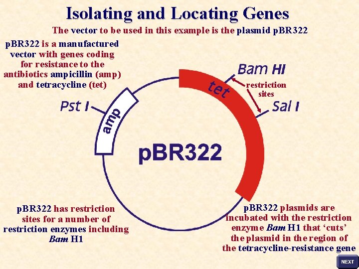 Isolating and Locating Genes The vector to be used in this example is the