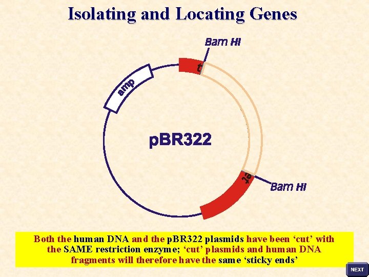 Isolating and Locating Genes Both the human DNA and the p. BR 322 plasmids