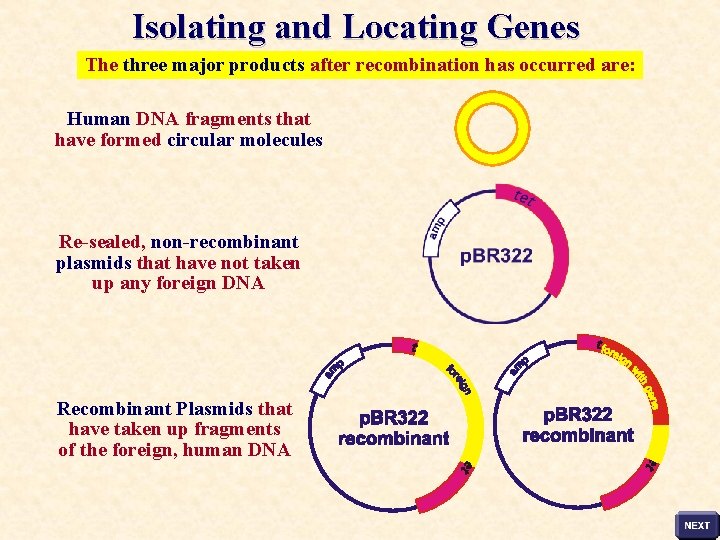 Isolating and Locating Genes The three major products after recombination has occurred are: Human