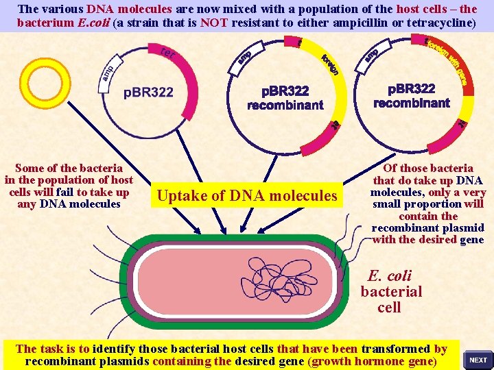 The various DNA molecules are now mixed with a population of the host cells