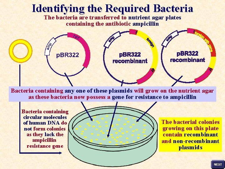 Identifying the Required Bacteria The bacteria are transferred to nutrient agar plates containing the
