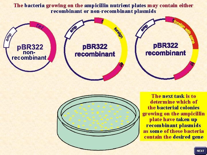 The bacteria growing on the ampicillin nutrient plates may contain either recombinant or non-recombinant