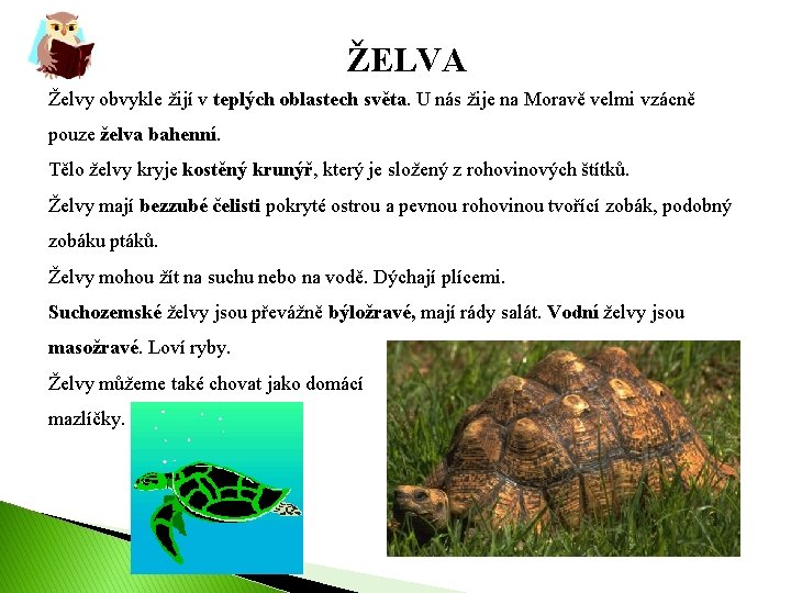  ŽELVA Želvy obvykle žijí v teplých oblastech světa. U nás žije na Moravě