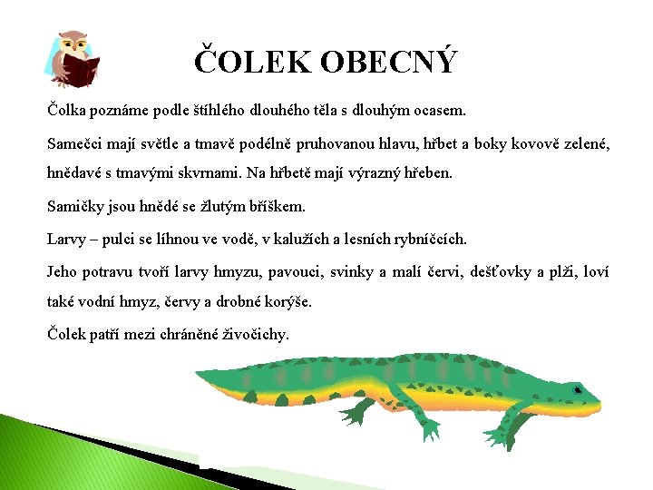 ČOLEK OBECNÝ Čolka poznáme podle štíhlého dlouhého těla s dlouhým ocasem. Samečci mají světle