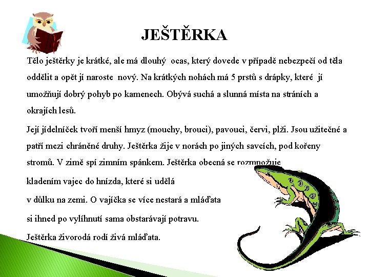 JEŠTĚRKA Tělo ještěrky je krátké, ale má dlouhý ocas, který dovede v případě nebezpečí