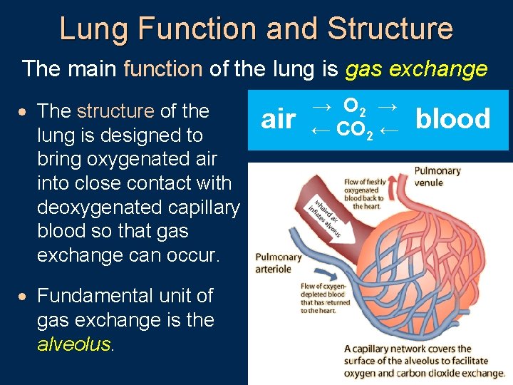 Lung Function and Structure The main function of the lung is gas exchange ·