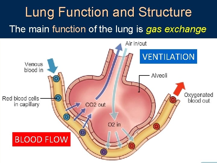 Lung Function and Structure The main function of the lung is gas exchange VENTILATION