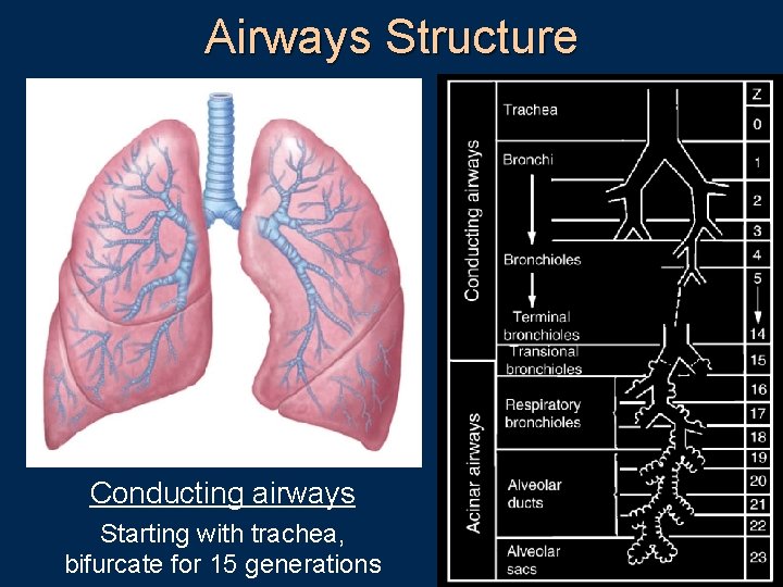 Airways Structure Conducting airways Starting with trachea, bifurcate for 15 generations 