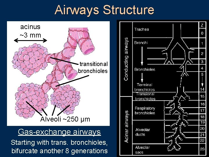 Airways Structure acinus ~3 mm transitional bronchioles Alveoli ~250 µm Gas-exchange airways Starting with