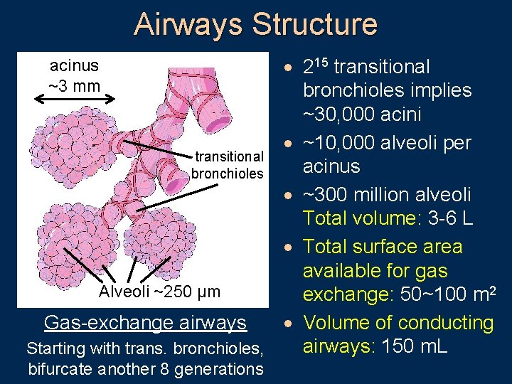 Airways Structure · 215 transitional bronchioles implies ~30, 000 acini · ~10, 000 alveoli