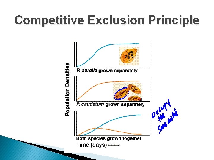 Competitive Exclusion Principle Competitive Exclusion Principle