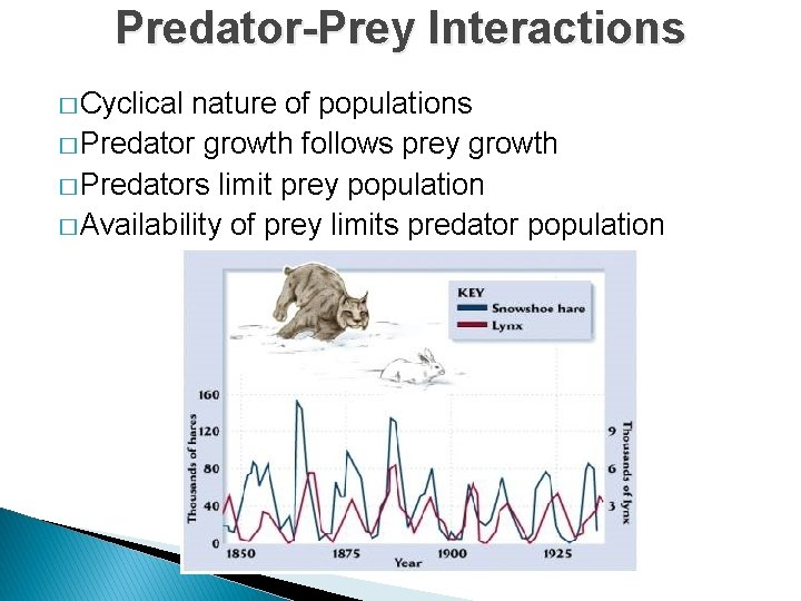 Predator-Prey Interactions � Cyclical nature of populations � Predator growth follows prey growth �