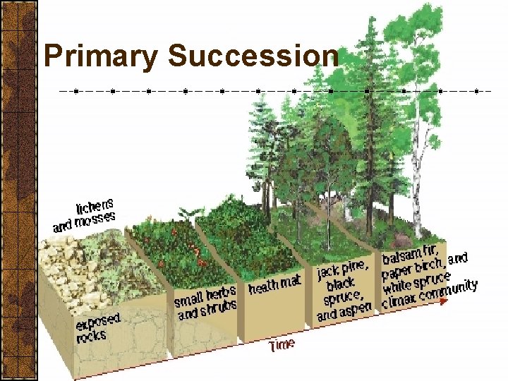 Primary Succession Primary Succession