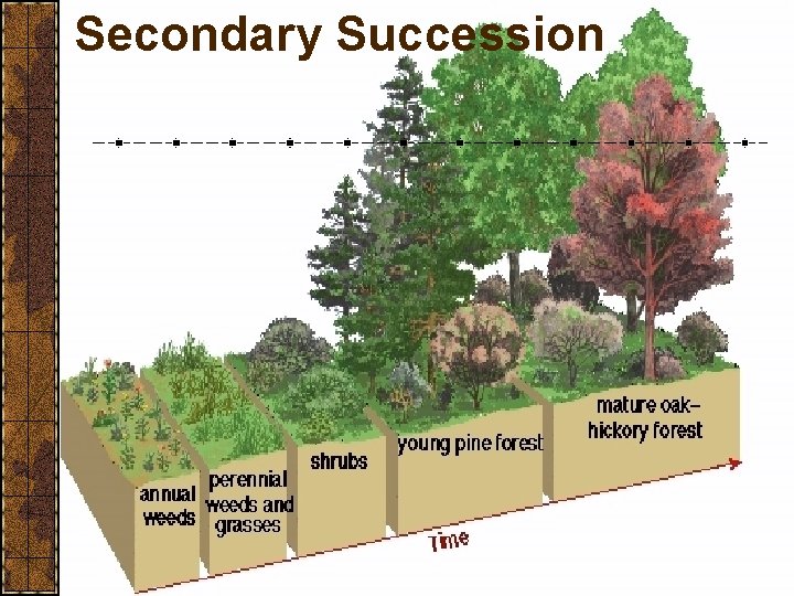 Secondary Succession 