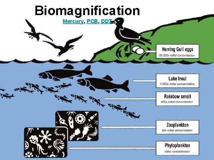 Biomagnification Mercury, PCB, DDT 