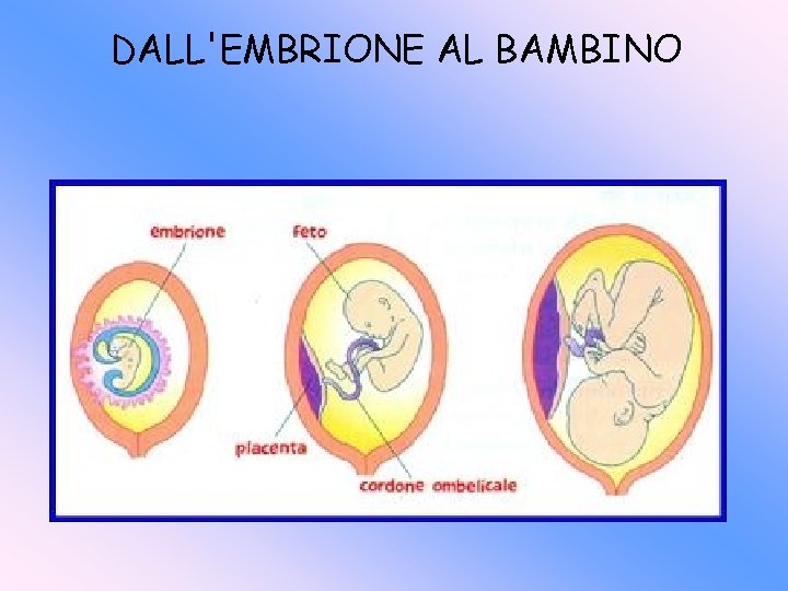 DALL'EMBRIONE AL BAMBINO 