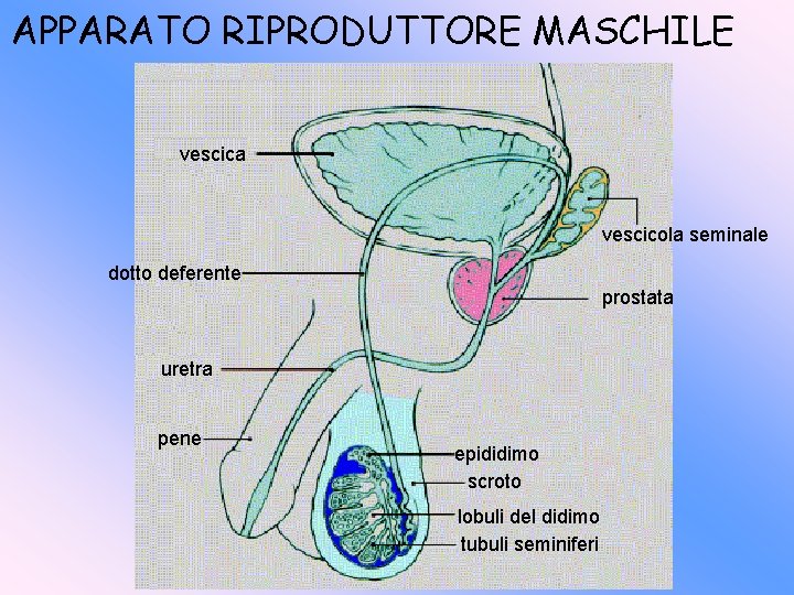 APPARATO RIPRODUTTORE MASCHILE vescica vescicola seminale dotto deferente prostata uretra pene epididimo scroto lobuli