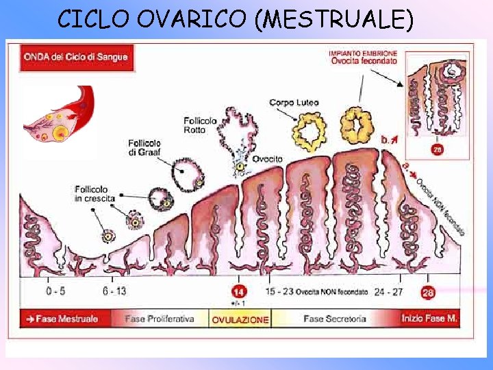 CICLO OVARICO (MESTRUALE) 