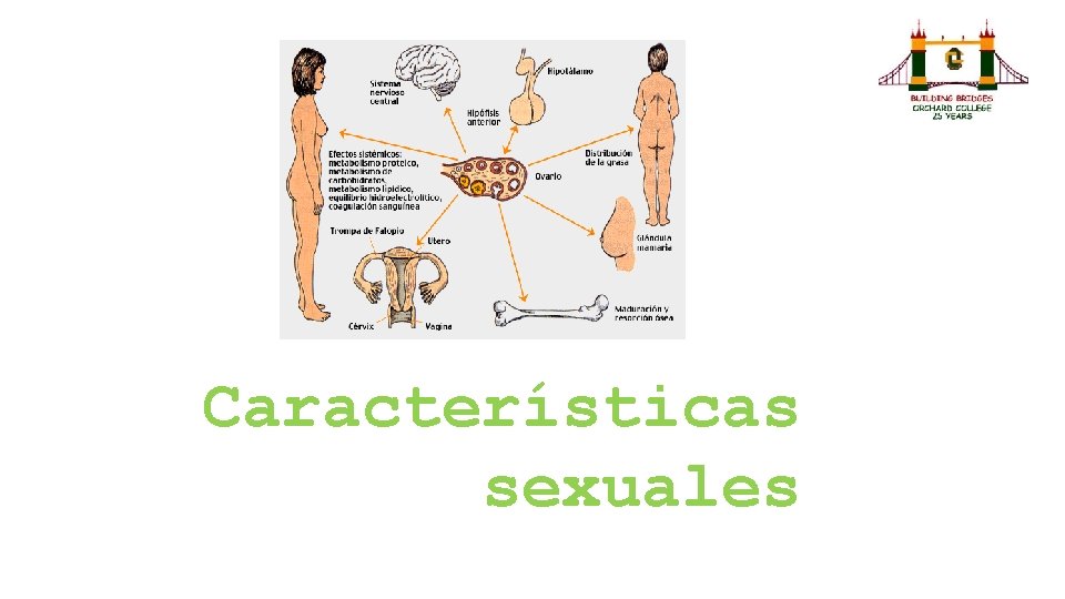 Características sexuales 