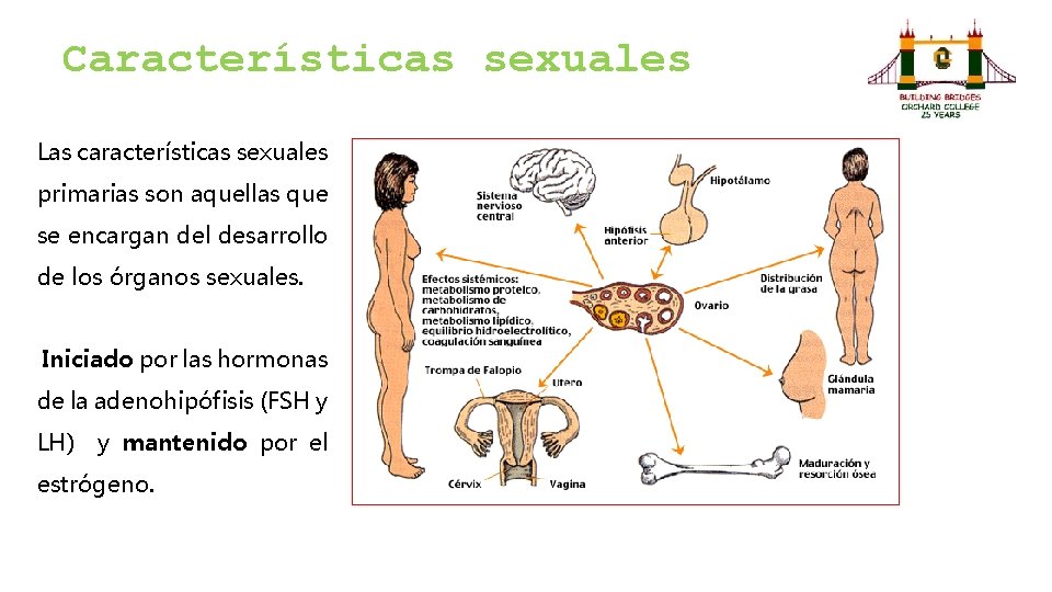 Características sexuales Las características sexuales primarias son aquellas que se encargan del desarrollo de