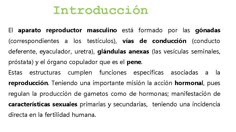 Introducción El aparato reproductor masculino está formado por las gónadas (correspondientes a los testículos),