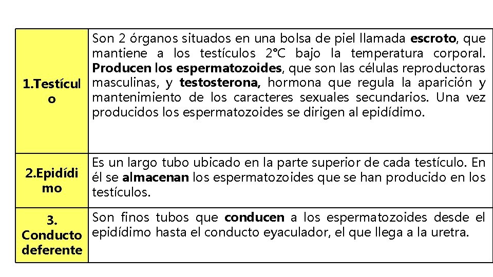 Son 2 órganos situados en una bolsa de piel llamada escroto, que mantiene a