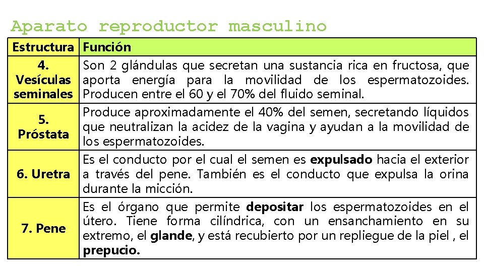 Aparato reproductor masculino Estructura Función 4. Son 2 glándulas que secretan una sustancia rica