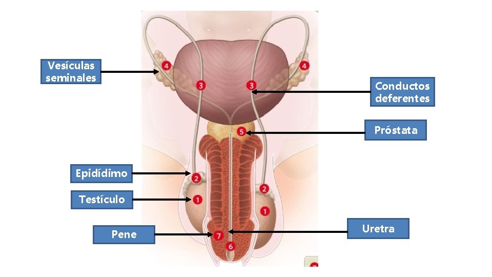 Vesículas seminales Conductos deferentes Próstata Epidídimo Testículo Pene Uretra 