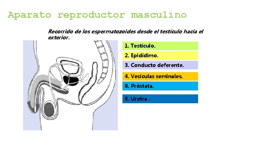 Aparato reproductor masculino Recorrido de los espermatozoides desde el testículo hacia el exterior. 1. Aparato reproductor masculino Recorrido de los espermatozoides desde el testículo hacia el exterior. 1.