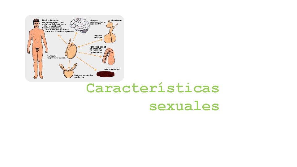 Características sexuales 