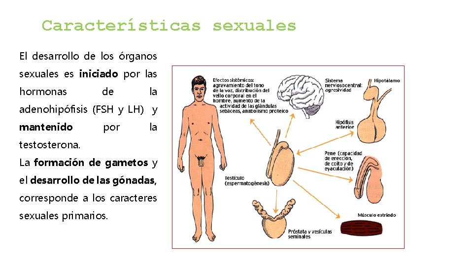 Características sexuales El desarrollo de los órganos sexuales es iniciado por las hormonas de