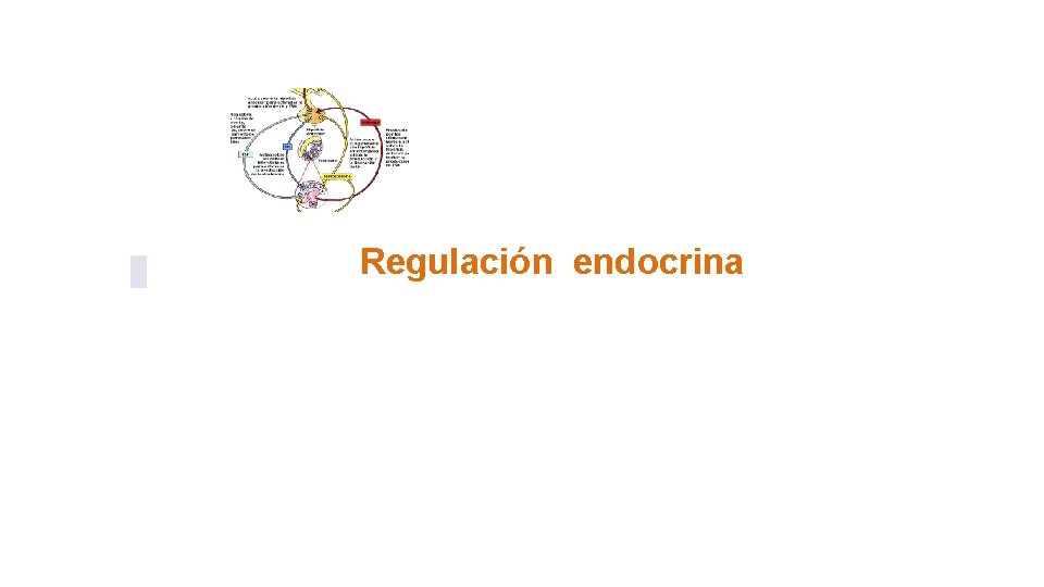 Regulación endocrina 