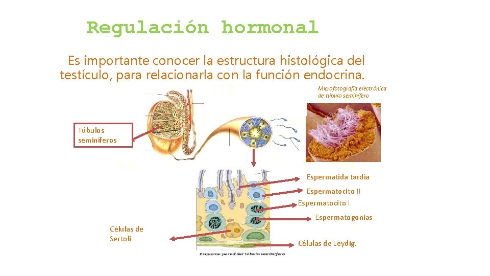 Regulación hormonal Es importante conocer la estructura histológica del testículo, para relacionarla con la