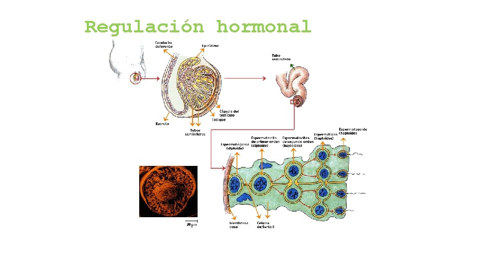 Regulación hormonal 