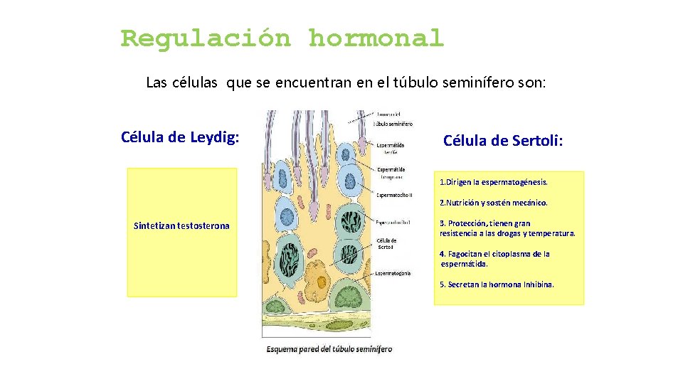 Regulación hormonal Las células que se encuentran en el túbulo seminífero son: Célula de