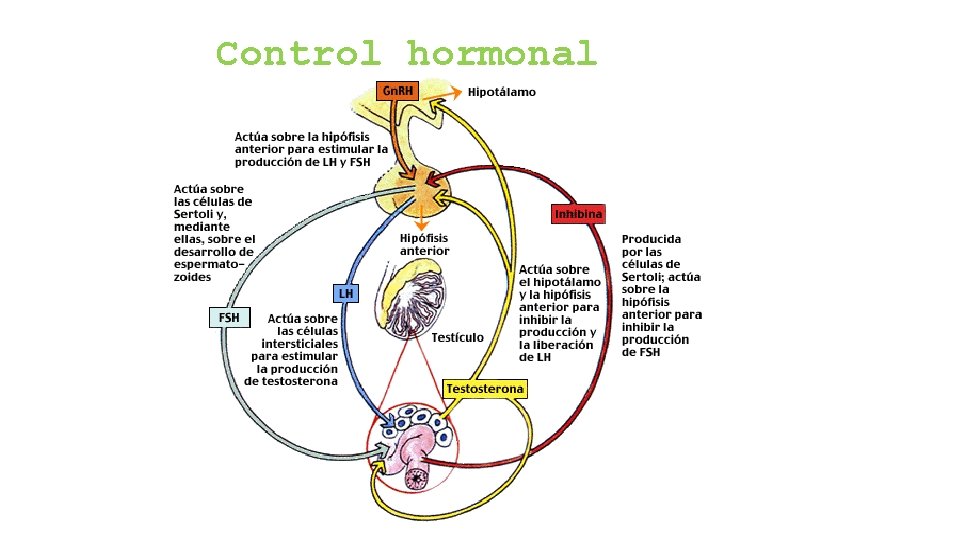 Control hormonal 