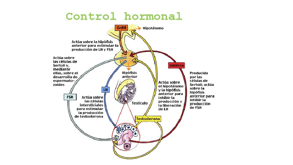Control hormonal Control hormonal