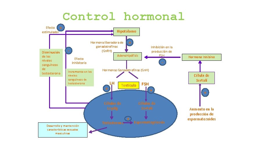 Control hormonal Efecto + estimulador Disminución de los niveles sanguíneos de testosterona Hipotálamo Efecto