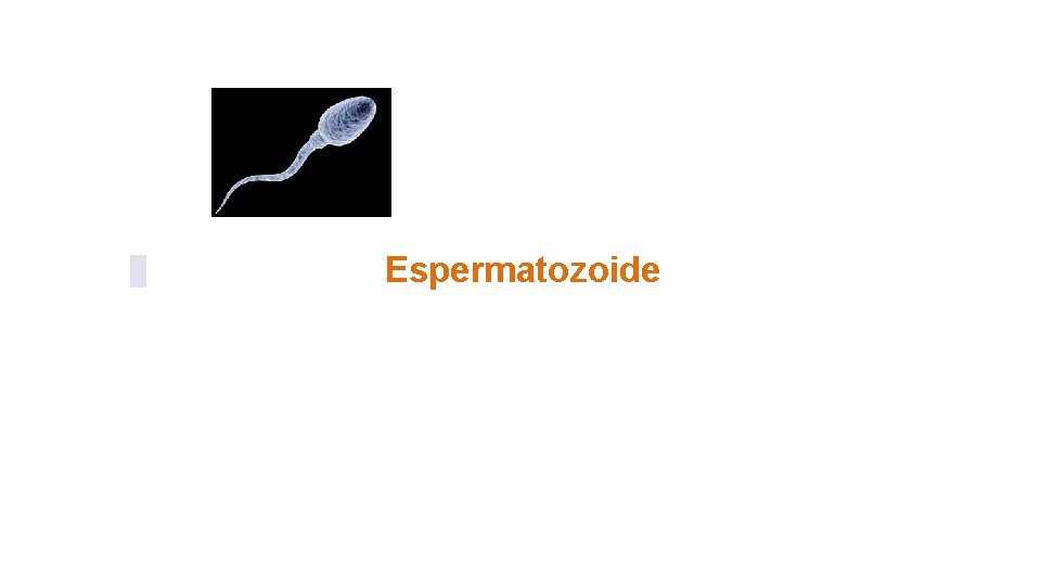 Espermatozoide 